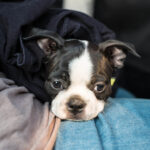 The head of a Boston Terrier puppy (Penny) resting on the legs of someone sitting.