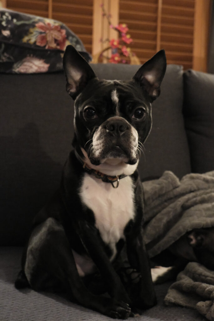 Otto, a Boston Terrier, with black hair with white patches on the belly and the face, sitting on the gray sofa. His pointy ears a straight up and he is looking directly into the photographer.