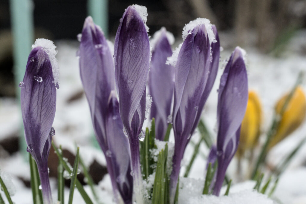 Half a dozen flowers not yet open, lavender colour, topped with snow. To the right, out of focus, some yellow flowers of the same kind. Snow appear to be covering the ground.
